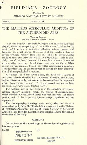 The malleus (ossiculum auditus) of the anthropoid apes.