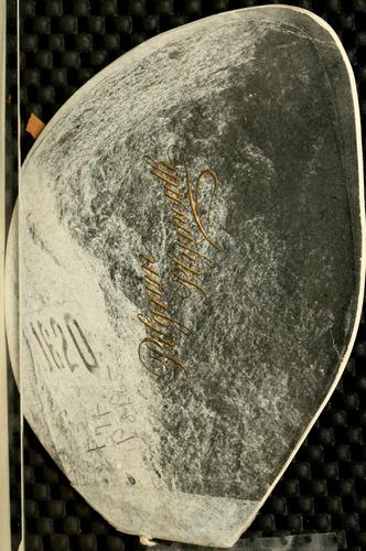 Pilgrim, Plymouth, Mass.