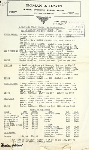 Carnations, clean, healthy rooted cuttings