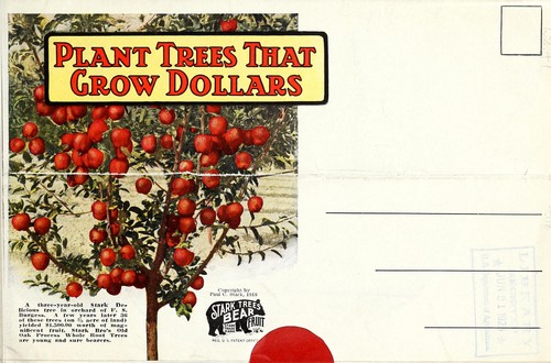 Plant trees that grow dollars