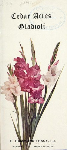 Cedar Acres gladioli