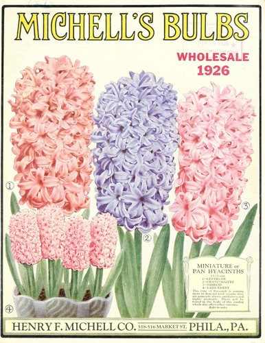 Michell's bulbs wholesale, 1926