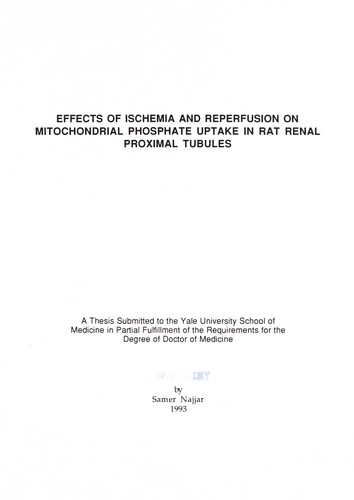 Effects of ischemia and reperfusion on mitochondrial phosphate uptake in rat renal proximal tubules