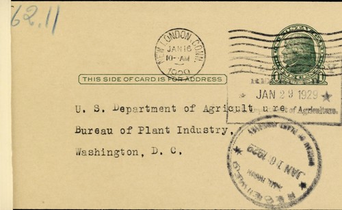 Evergreen, 2 year seedlings