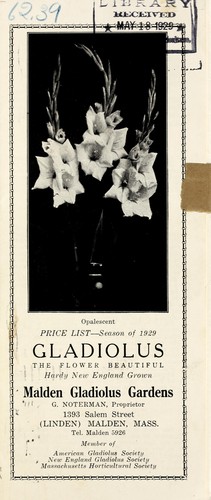 Gladiolus, the flower beautiful, hardy New England grown