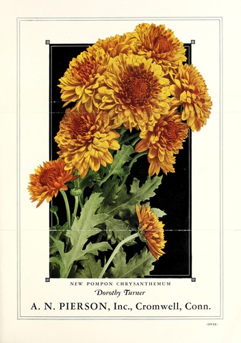 New pompon chrysanthemum, Dorothy Turner