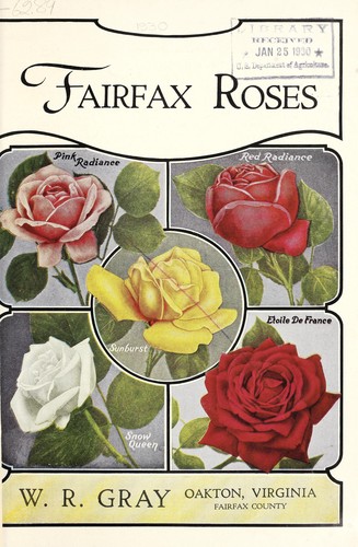 Fairfax roses