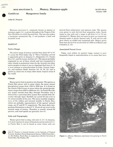 Mammea americana L., Guttiferae