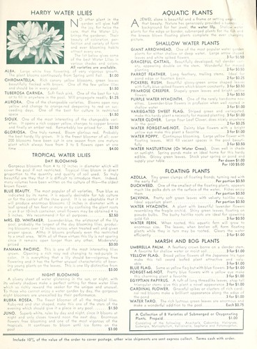 Water lilies and aquatic plants