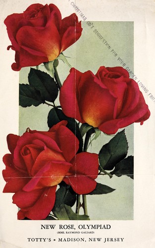 New rose, Olympiad (Mme. Raymond Gaujard) / Totty's