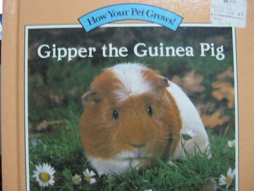 Gipper the guinea pig