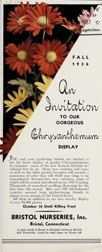 An invitation to our gorgeous chrysanthemums