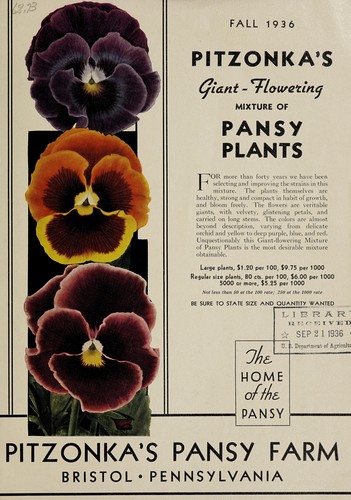 Pitzonka's giant-flowering mixture of pansy plants