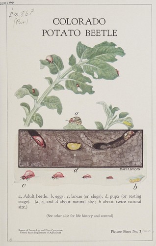 Colorado potato beetle