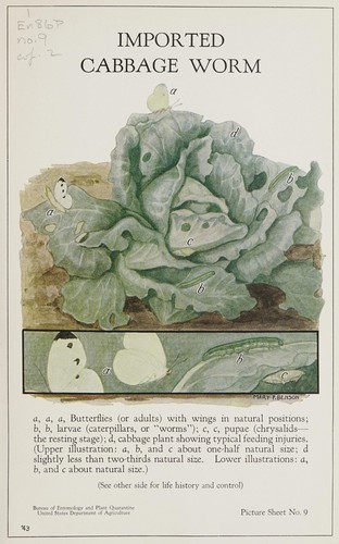 Imported cabbageworm