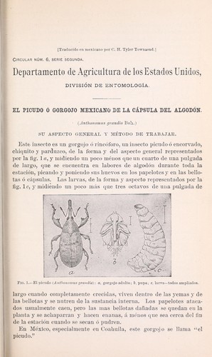 El picudo ⯠gorgojo mexicano de la c⡰sula del algod⯮. (Anthonomus grandis Boh.)