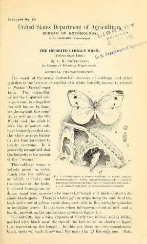 The imported cabbage worm (Pontia ra