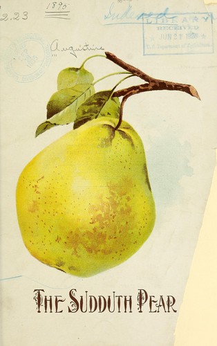The Sudduth pear