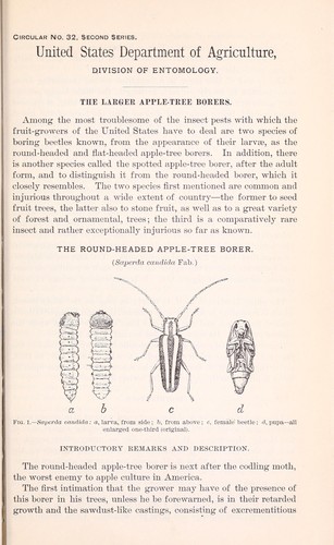 The larger apple-tree borers