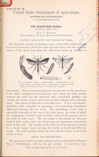 Peach-tree borer (Sannina exitiosa Say)